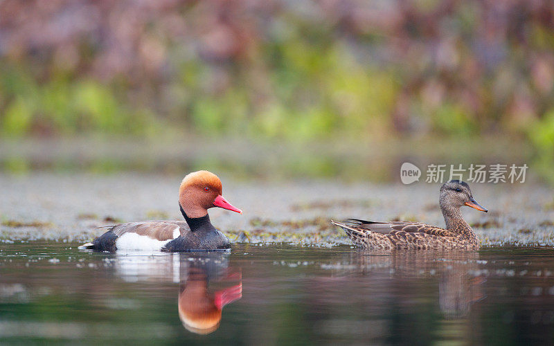 水鸟:成年雄性红冠潜鸭(Netta Rufina)和成年雌性红冠潜鸭(mreca strepera)